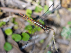 Rhodothemis lieftincki