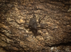 Onidistus araneus