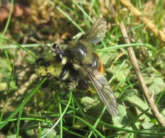 Laphria fernaldi
