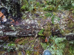 Cryptoporus volvatus