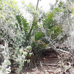 Encephalartos altensteinii