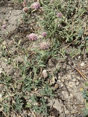 Monardella australis