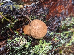 Cryptoporus volvatus