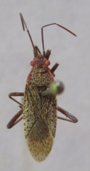 Rhopalidae