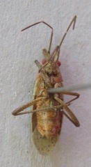 Rhopalidae