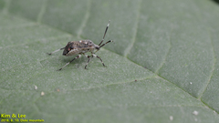 Eurystylus coelestialium