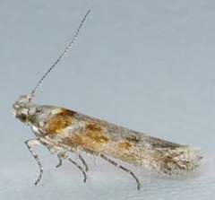 Gnorimoschema octomaculella