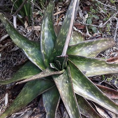 Gasteria