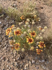 Gaillardia