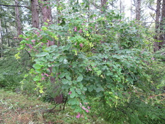 Lespedeza thunbergii