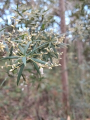 Leucopogon affinis