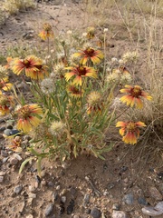 Gaillardia