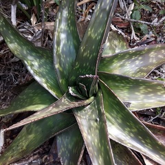 Gasteria