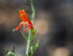 Penstemon rostriflorus