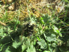 Laphria fernaldi