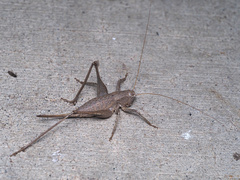 Tettigoniinae