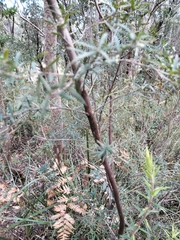 Leucopogon affinis