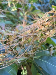 Cuscuta gronovii