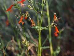 Penstemon rostriflorus