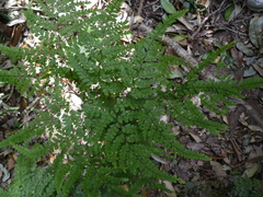 Adiantum formosum