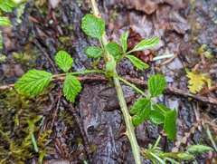 Rubus ursinus