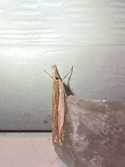 Crambus