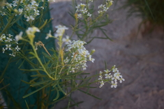 Lepidium alyssoides