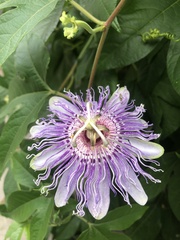 Passiflora incarnata