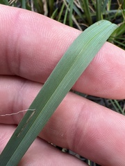 Dianella amoena