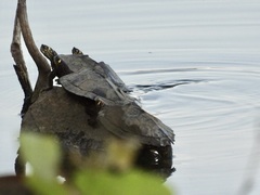 Graptemys ouachitensis