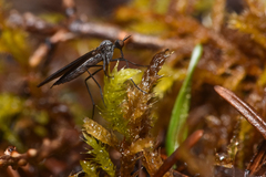 Empidoidea