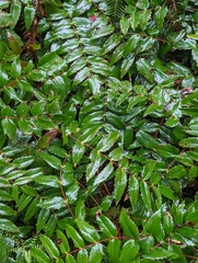 Berberis nervosa