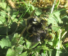 Laphria fernaldi