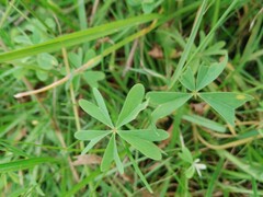 Oxalis decaphylla