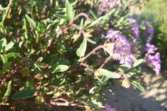 Abronia angustifolia