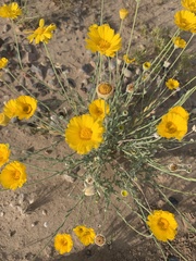 Baileya multiradiata