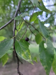 Celtis laevigata
