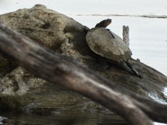 Graptemys ouachitensis