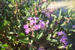 Abronia angustifolia