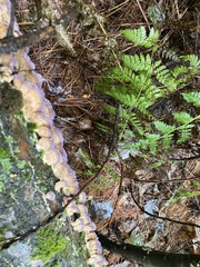 Trichaptum fuscoviolaceum