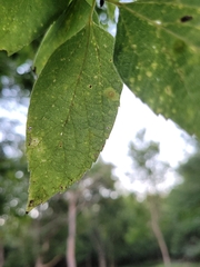 Celtis laevigata