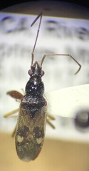 Pseudopamera nitidula