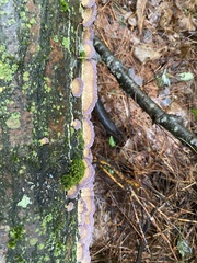 Trichaptum fuscoviolaceum