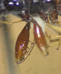 Pseudopamera nitidula