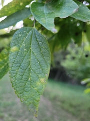 Celtis laevigata