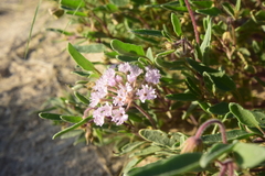 Abronia angustifolia