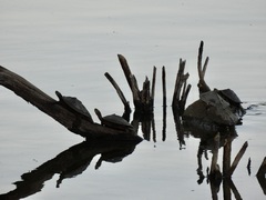 Graptemys ouachitensis