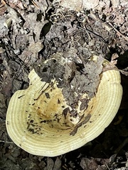 Lactarius psammicola