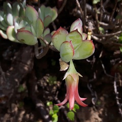 Cotyledon woodii
