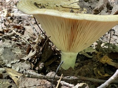 Lactarius psammicola